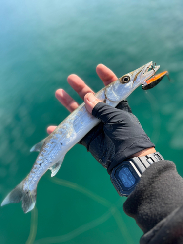 カマスの釣果