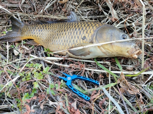 コイの釣果