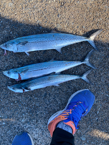 サゴシの釣果