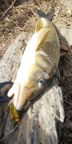 ニゴイの釣果