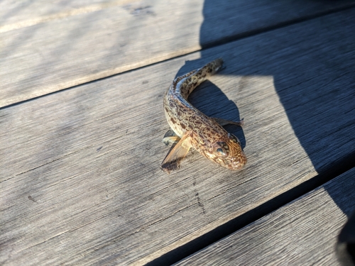 サビハゼの釣果