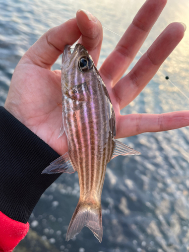 リュウキュウヤライイシモチの釣果