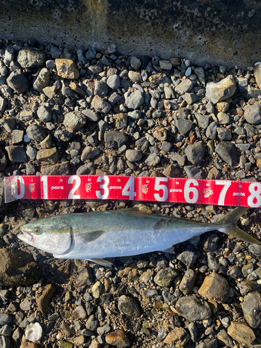 ブリの釣果