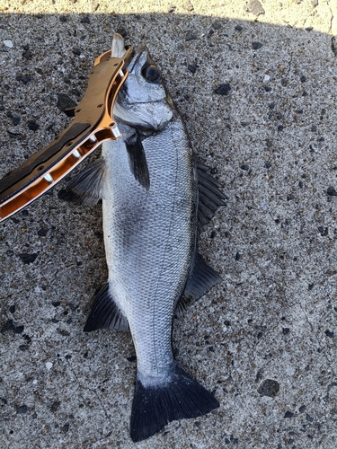 ヒラスズキの釣果