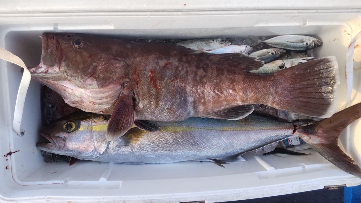 海賊ジャックさんの釣果 2枚目の画像