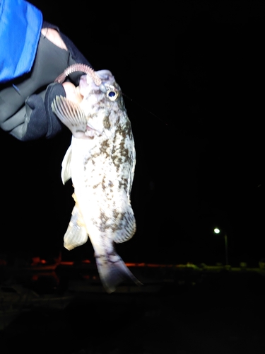 ソイの釣果