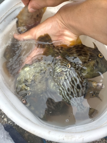 カワハギの釣果