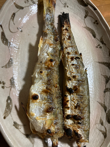 カマスの釣果