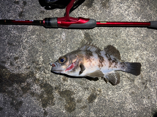 メバルの釣果