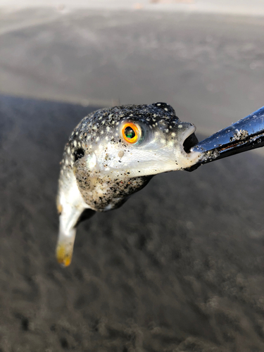 フグの釣果