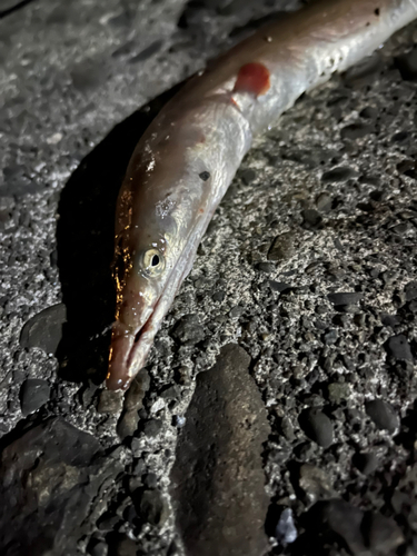 ダイナンウミヘビの釣果