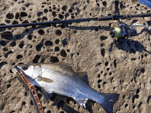 ヒラスズキの釣果