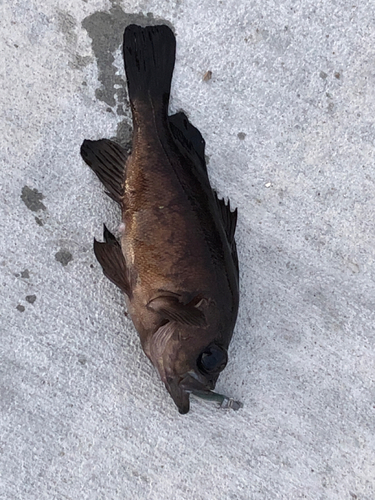 クロメバルの釣果