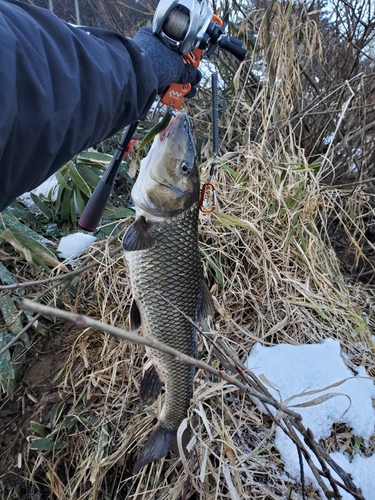 ニゴイの釣果