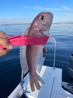 アマダイの釣果