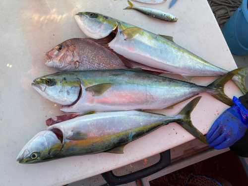 ブリの釣果