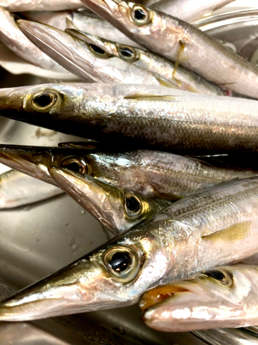 カマスの釣果