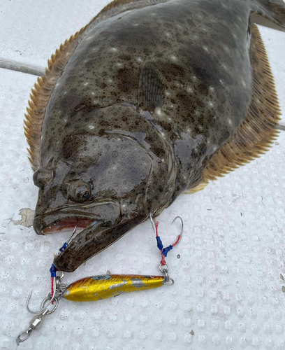 ヒラメの釣果