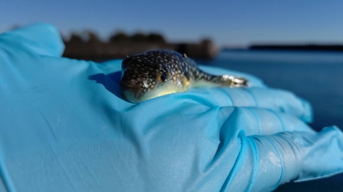 クサフグの釣果