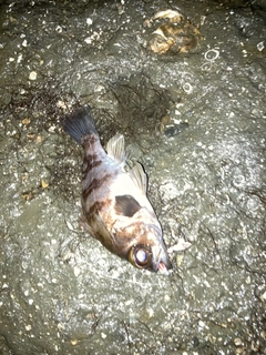 シロメバルの釣果