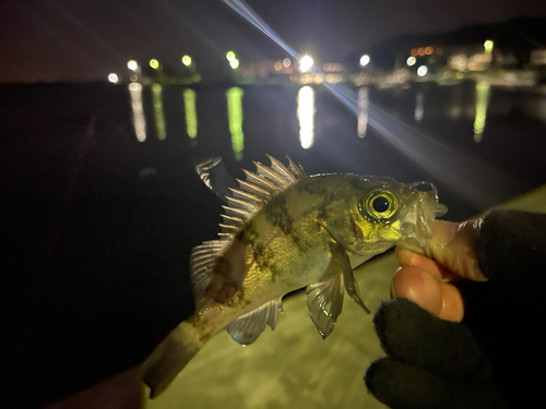 アオメバルの釣果