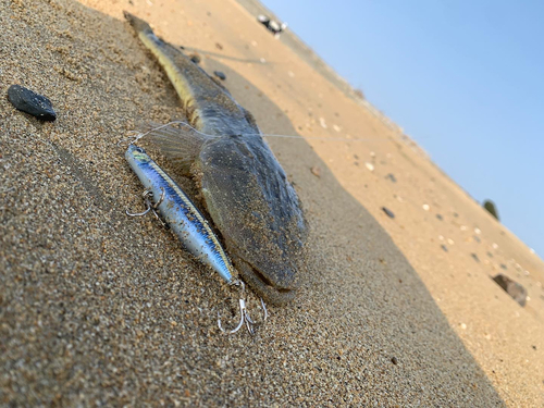 マゴチの釣果