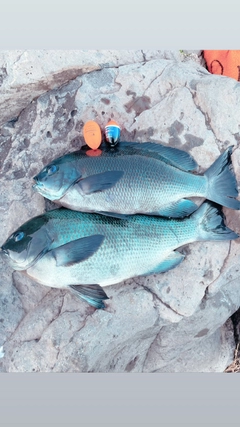 クチブトグレの釣果