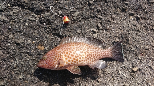 オオモンハタの釣果