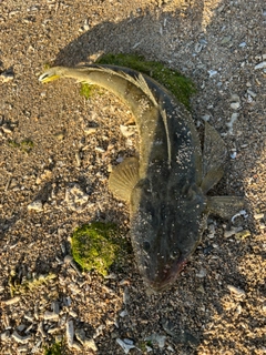 ミナミマゴチの釣果