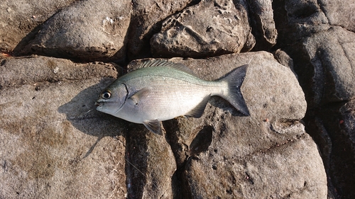 イスズミの釣果