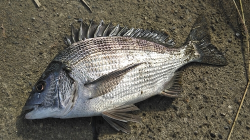 チヌの釣果