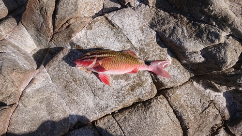 ホウライヒメジの釣果