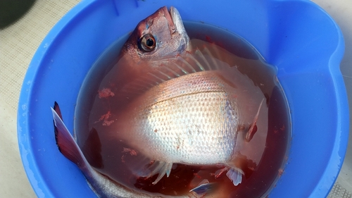 マダイの釣果