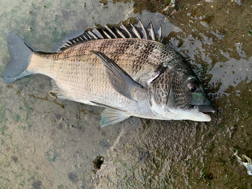 チヌの釣果