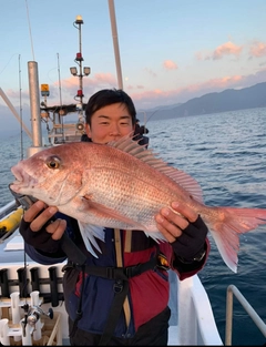 マダイの釣果