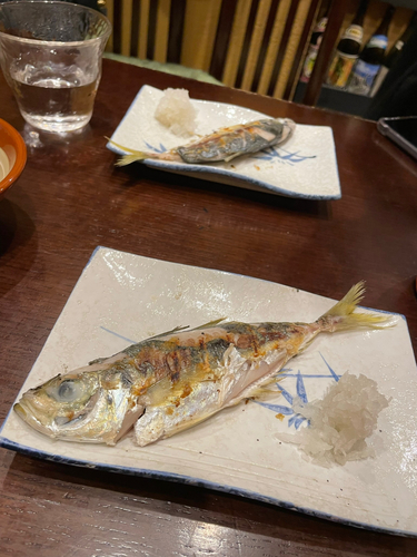 アジの釣果