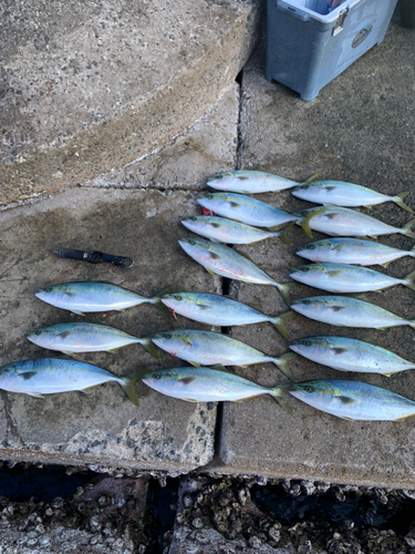 ハマチの釣果