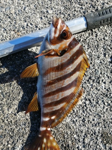 タカノハダイの釣果