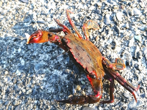 ガザミの釣果