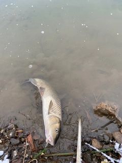 ニゴイの釣果