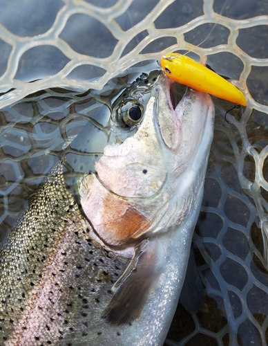 ニジマスの釣果