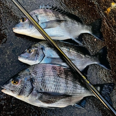 クロダイの釣果