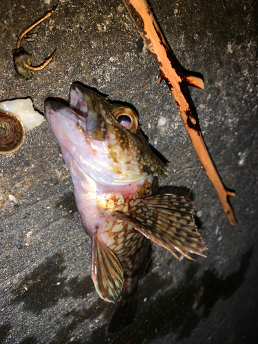 アラカブの釣果