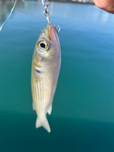 ボラの釣果