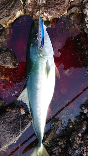 ブリの釣果