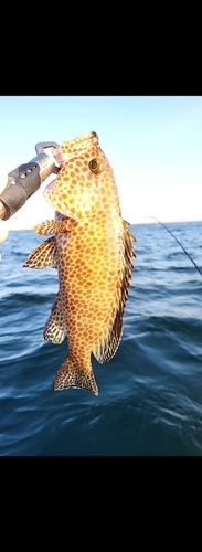 オオモンハタの釣果