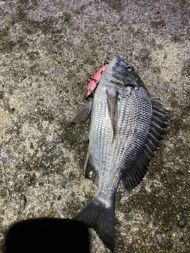 クロメバルの釣果