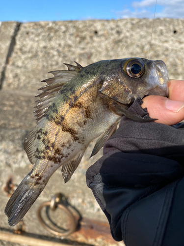 メバルの釣果