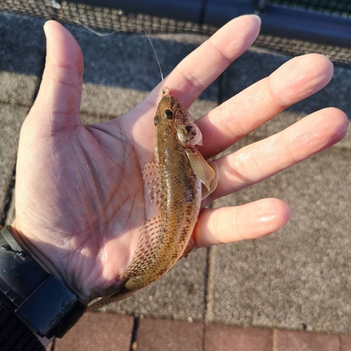 マハゼの釣果