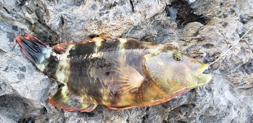 ミツバモチノウオの釣果